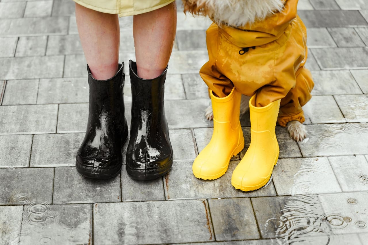 Legs in shiny black rubber rain boots on wet paving stones beside a small dog in yellow rain boots