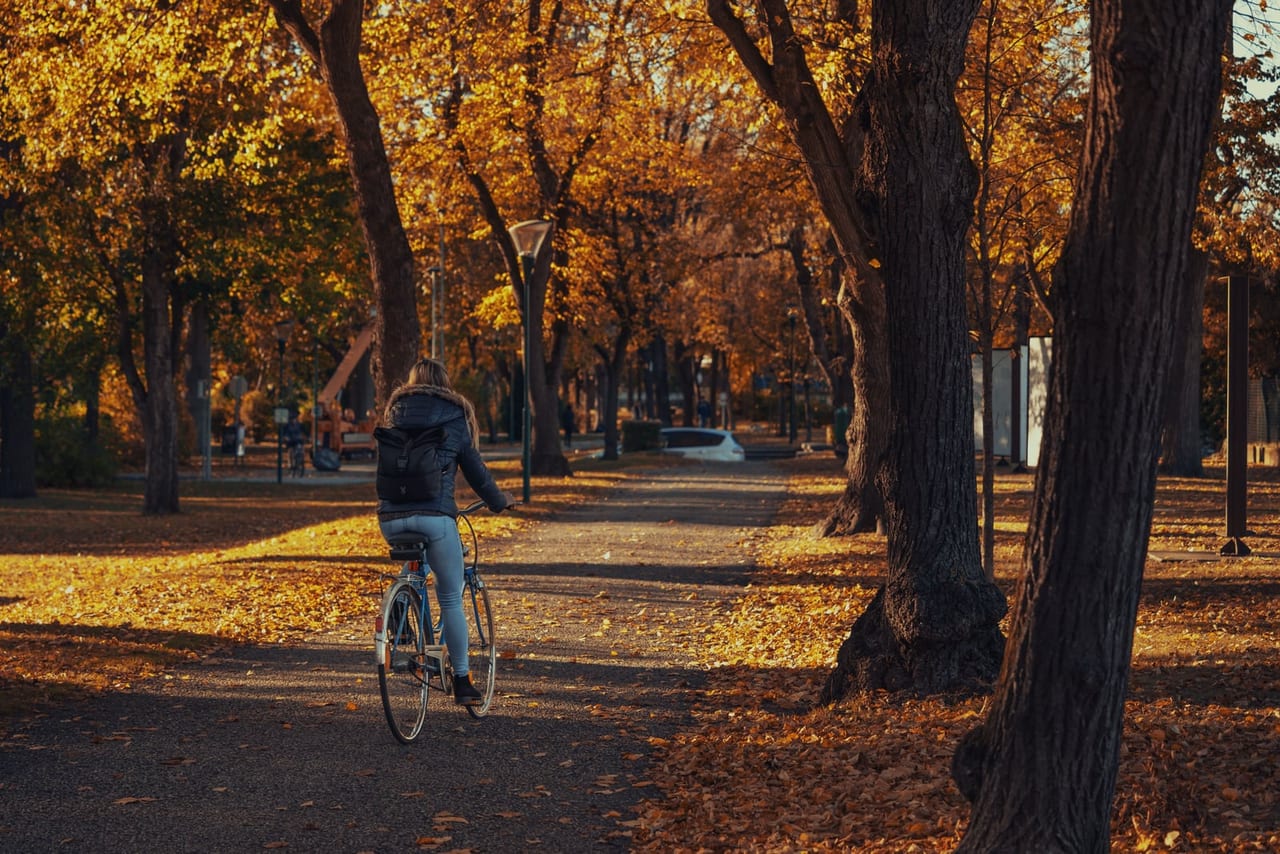 A cyclist seen from behind rides along a park path through golden autumn trees