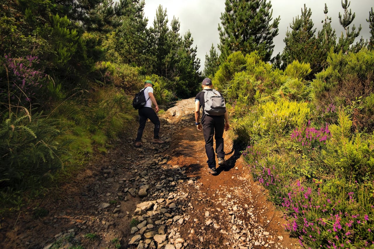 Two hikers with backpacks walking down a rocky dirt trail between green shrubs and pine trees