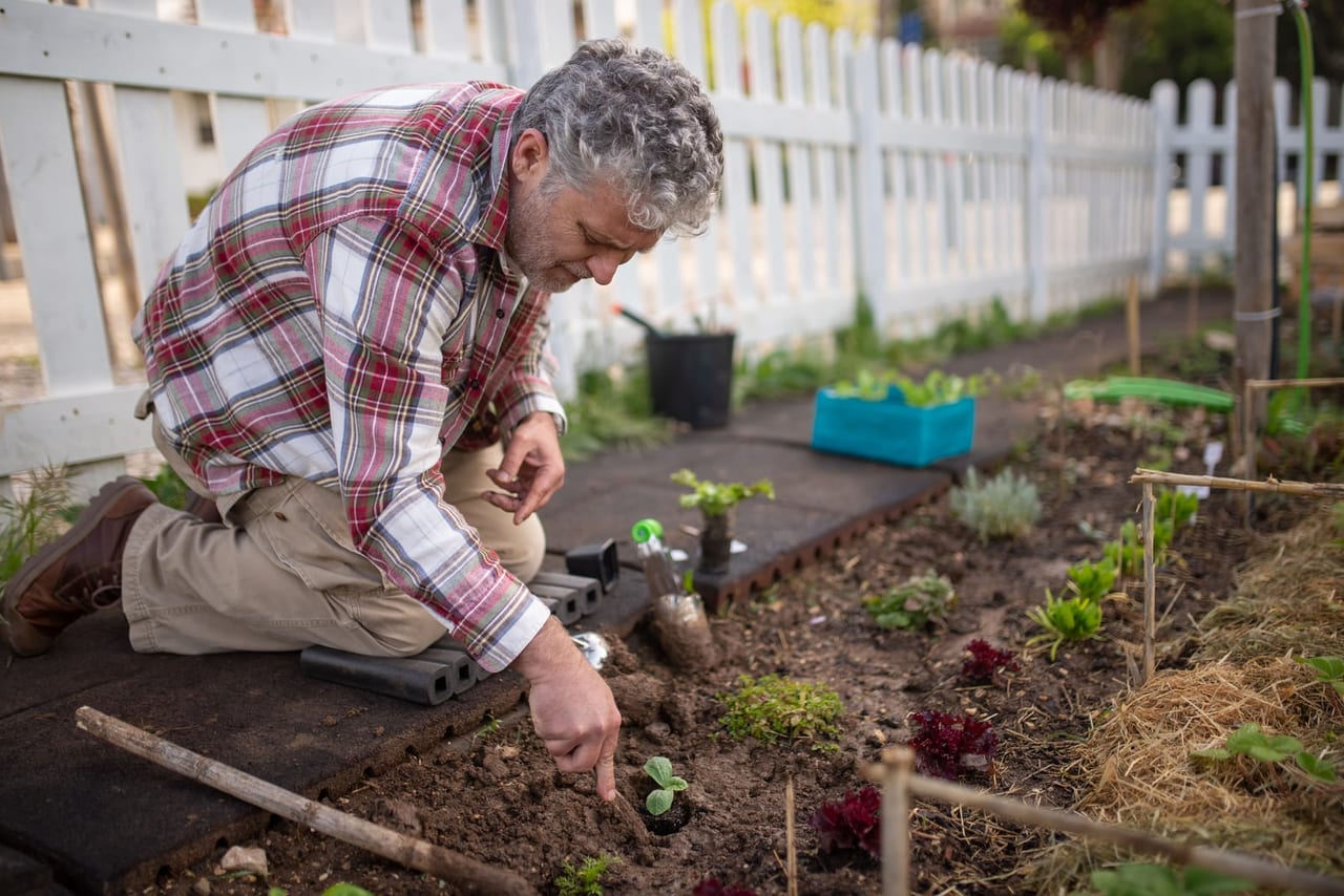 Gray-haired man in a plaid shirt kneeling beside a garden bed, planting a seedling
