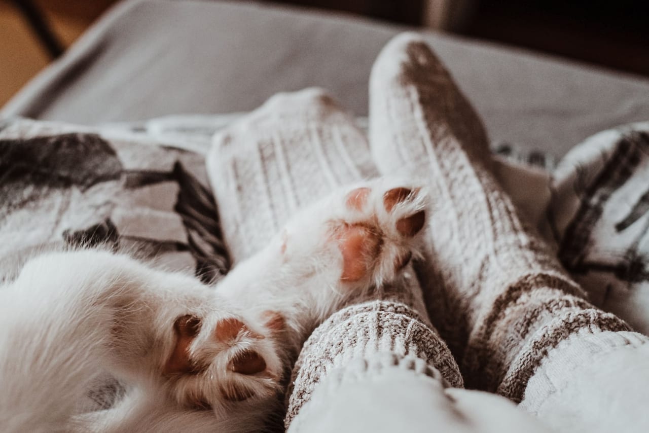Feet in thick wool socks resting on a sofa beside a white cat's paws